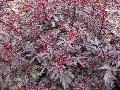 Maple Sugar Hibiscus  / Hibiscus acetosella
